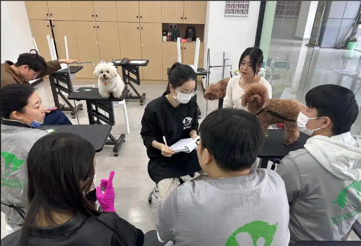 鹰潭市宠物剪毛宠物美容培训学校 - 方案